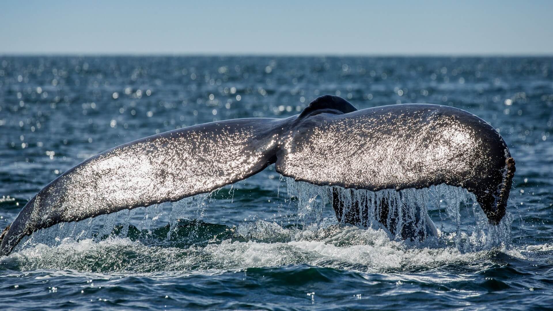 Whale Tail 1 1